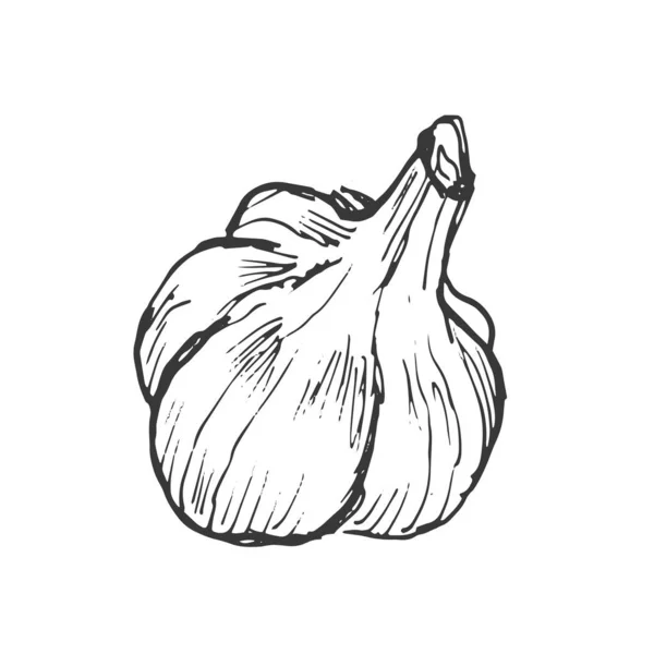 Σκόρδο Λαχανικά Διανυσματικά Γραφικά Εικονογράφηση Σκίτσο Ζωγραφισμένα Στο Χέρι Ύφασμα — Διανυσματικό Αρχείο