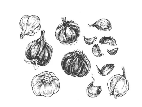 Ajo Verduras Gráficos Vectoriales Bosquejo Doodle Ilustración Dibujado Mano Impresión — Vector de stock