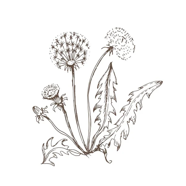 Dandelion Flowers Wildflowers Graphic Vector Hand Drawn Illustration Print Textile — 스톡 벡터