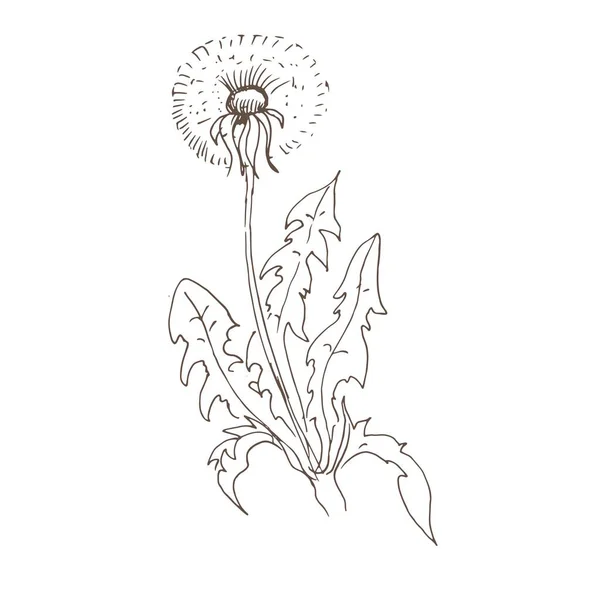 Dandelion Flowers Wildflowers Graphic Vector Hand Drawn Illustration Print Textile — 图库矢量图片