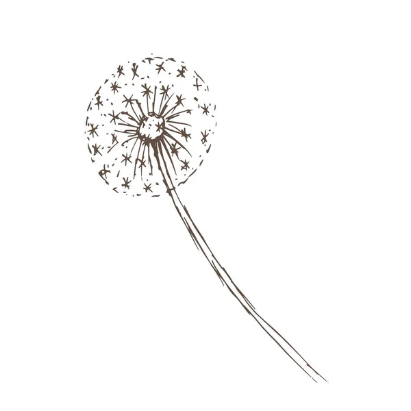 Pampeliška Květiny Volně Žijících Květin Grafický Vektor Ručně Kreslené Ilustrace — Stockový vektor