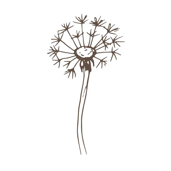 Flores Dente Leão Flores Silvestres Vetor Gráfico Ilustração Desenhada Mão — Vetor de Stock