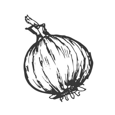 Baharatlı sarımsaklı sebzeler vektör grafiklerini elle çiziyor. İşlemeli tekstil, menü tarifi soğan fesleğeni mutfak seti. 