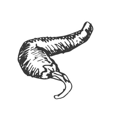 Baharatlı sarımsaklı sebzeler vektör grafiklerini elle çiziyor. İşlemeli tekstil, menü tarifi soğan fesleğeni mutfak seti. 