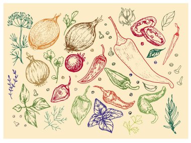 Baharatlı sarımsaklı sebzeler vektör grafiklerini elle çiziyor. İşlemeli tekstil, menü tarifi soğan fesleğeni mutfağı.