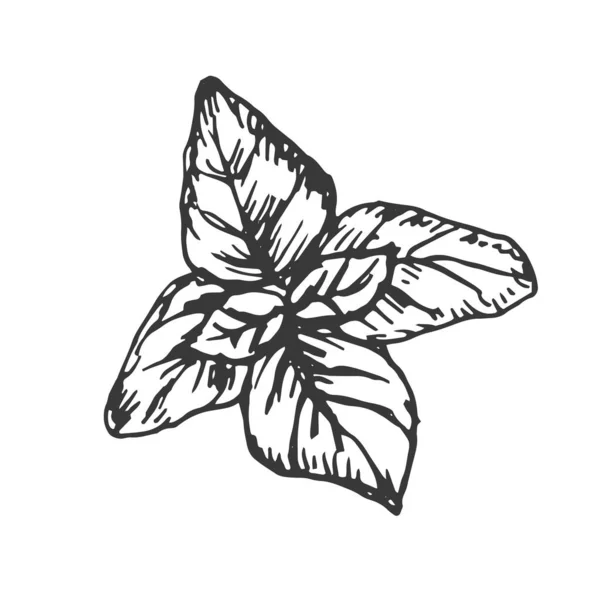 Épices Ail Légumes Herbes Cuisson Vectoriel Graphiques Illustration Main Gravure — Image vectorielle