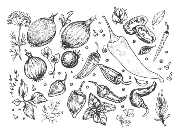 スパイスニンニク野菜ハーブ手で調理ベクトルグラフィックイラスト 印刷繊維を彫る メニューのレシピ料理玉ねぎバジルキッチンセット — ストックベクタ