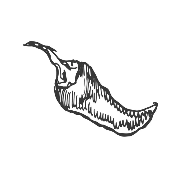 Gewürze Knoblauch Gemüse Kräuter Kochen Vektorgrafik Illustration Von Hand Gravieren — Stockvektor