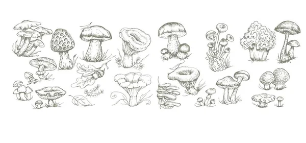 Cogumelos Gráficos Vetoriais Desenhados Mão Impressão Têxtil Ilustração Fundo Conjunto —  Vetores de Stock