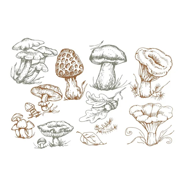 Mantar vektör grafikleri elle çizilmiş. Tekstil illüstrasyon arka planını yazdır. Renklendirme, eski model gravür, orman yiyecekleri.