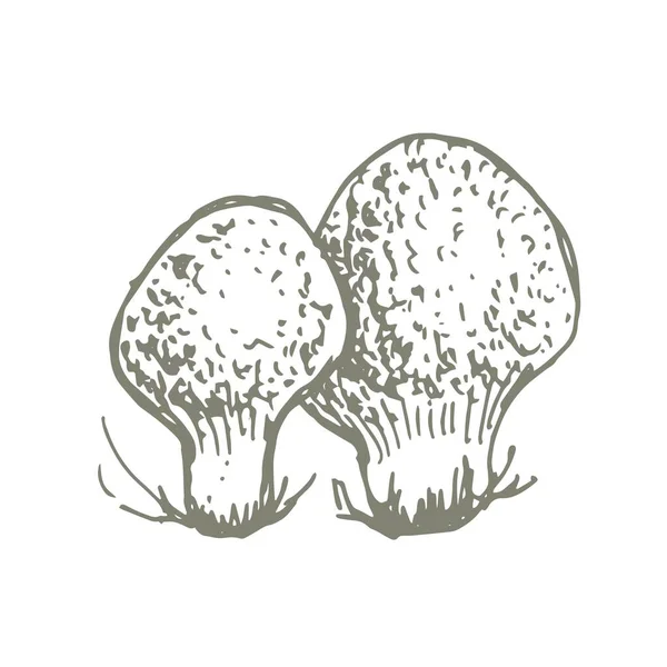Funghi Grafica Vettoriale Disegnata Mano Stampa Tessile Illustrazione Sfondo Set — Vettoriale Stock