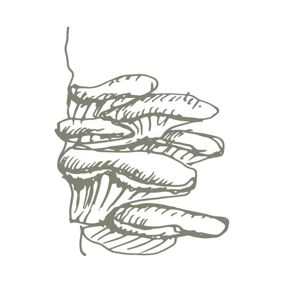 Mushrooms Vector Graphics Hand Drawn Print Textile Illustration Background Set — Stock Vector