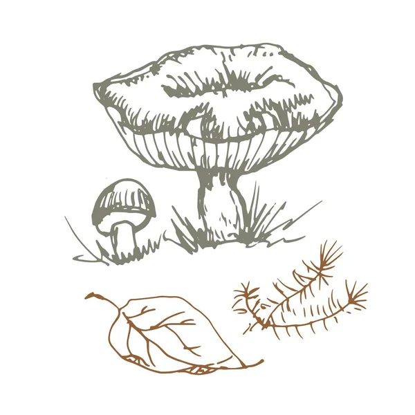 Cogumelos Gráficos Vetoriais Desenhados Mão Impressão Têxtil Ilustração Fundo Conjunto — Vetor de Stock