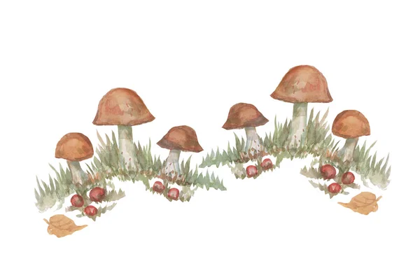 Set Funghi Amanita Felce Foresta Erbe Acquerello Casa Fiori Illustrazione — Foto Stock