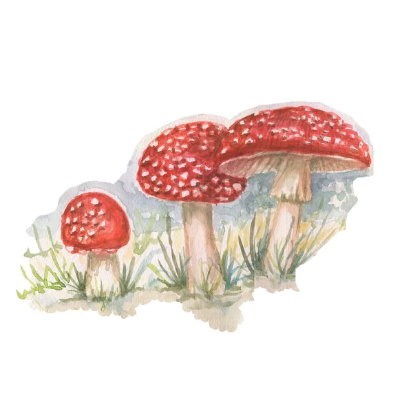 Svampamanita Skogsväxter Akvarell Handritad Illustration Tryck Textil Vintage Realistisk Stil — Stockfoto