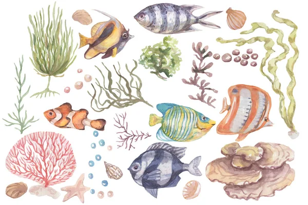 Fish Underwater Sea Ocean Corals Algae Seashells Watercolor Hand Drawn — Stock fotografie