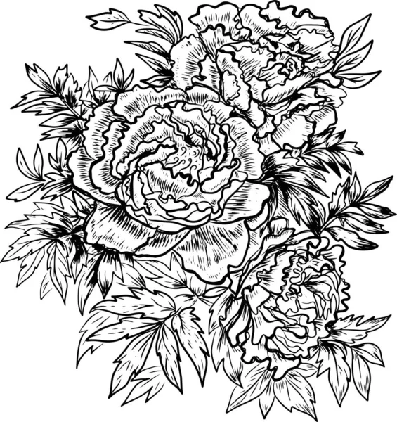 Peonías Flores Gráficos Grabado Ilustración Dibujada Mano Vector Impresión Textil — Archivo Imágenes Vectoriales