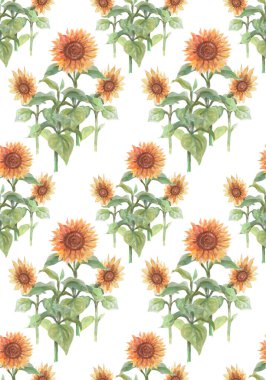 Klasik balkabağı ayçiçekleri suluboya el çizimi. Eski tip tekstil gerçekçi sonbahar tarzı turuncu turuncu renkli baskı. patern pürüzsüz set clipart
