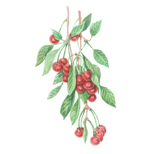 Wiśniowe Owoce Jagody Kwiaty Liście Gałąź Akwarela Ilustracja Ręcznie Rysowane — Zdjęcie stockowe