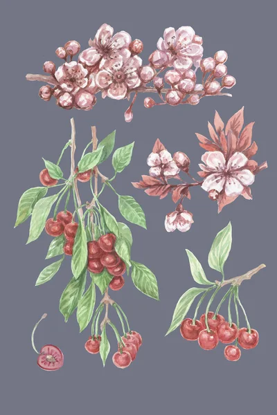 Wiśniowe Owoce Jagody Kwiaty Liście Gałąź Akwarela Ilustracja Ręcznie Rysowane — Zdjęcie stockowe