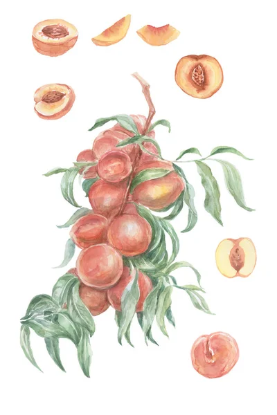 Peaches Fruits Watercolor Hand Drawn Print Textile Juice Jam Natural — Foto de Stock