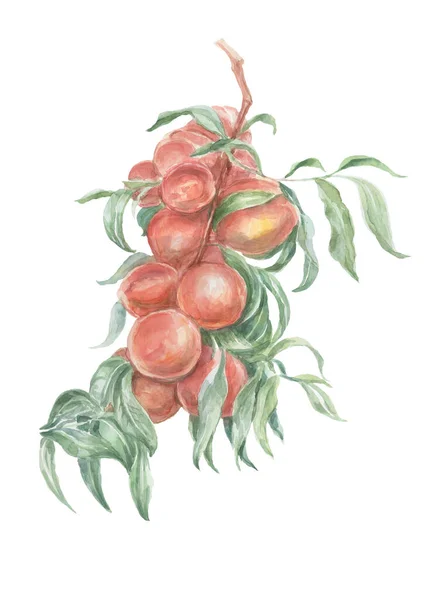 桃の果物水彩手描きプリント繊維 ジュースジャム天然物狂信的な自然植物庭の収穫は枝を残します — ストック写真