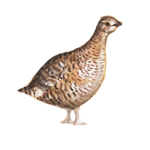 Pheasant Partridge Bird Feathers Watercolor Hand Drawn Illustration Print Textile — Stock Photo, Image