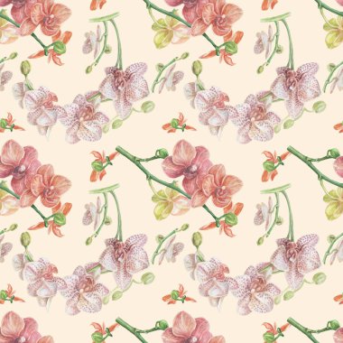 Orkideler çiçekler, egzotik suluboya elle çizilmiş resimler. Tekstil Clipart gerçekçiliğini yazdır. Botanik babasız, bitkisiz, doğa ormanı.