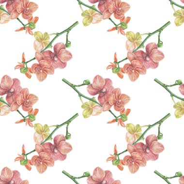 Orkideler çiçekler, egzotik suluboya elle çizilmiş resimler. Tekstil Clipart gerçekçiliğini yazdır. Botanik babasız, bitkisiz, doğa ormanı.