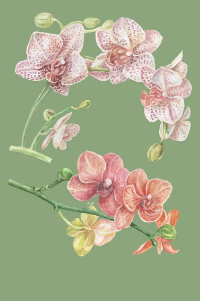 Ορχιδέες Λουλούδια Εξωτική Ακουαρέλα Ζωγραφισμένα Στο Χέρι Εικόνα Εκτύπωση Ύφασμα — Φωτογραφία Αρχείου