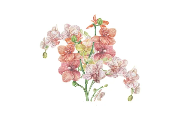 Flores Orquídeas Ilustração Desenhada Mão Aquarela Exótica Imprimir Têxtil Clipart — Fotografia de Stock