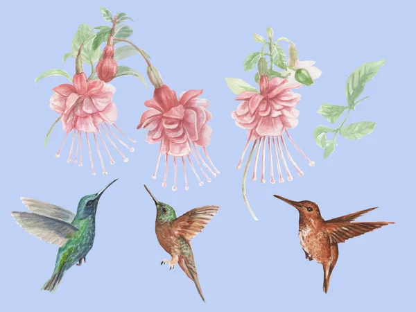 Kolibris Und Fuchsien Blumen Vögel Aquarell Handgezeichnete Illustration Drucken Textile — Stockfoto
