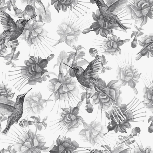 Fuchsia Çiçekleri Sinekkuşu Kuşları Elle Çizilmiş Suluboya Resimler Desensiz Baskı — Stok fotoğraf