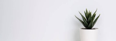 Tahta beyaz masada mini bitki sulu, masada küçük bitki ve yaprak, fotokopi alanı, hiç kimse, evde dekorasyon için saksı içindeki ağaç, doku arka planı, bahar ve yaz, afiş web sitesi.