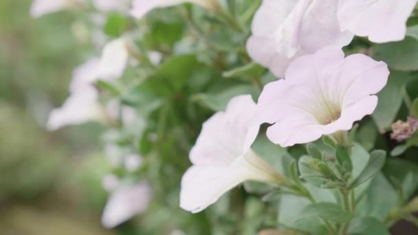 Piękny Biały Kwiat Kwitną Płatki Ogrodzie Sezon Wiosna Lub Lato — Wideo stockowe