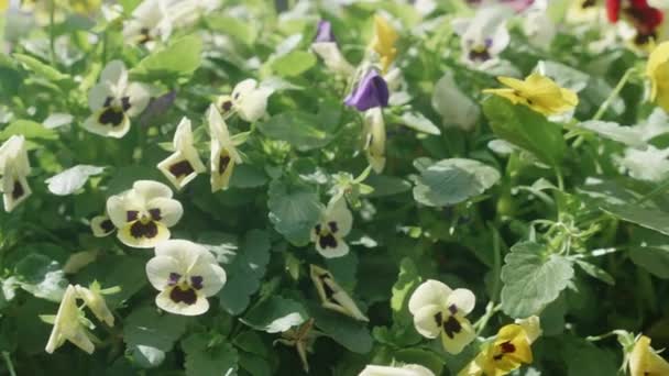 Beautiful White Flower Bloom Petal Garden Season Spring Summer Ecology — стоковое видео