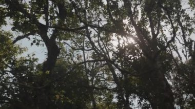 Yeşillik ve ağaç ve güneş ışığı, manzara ve doğa, yaz ve bahar.