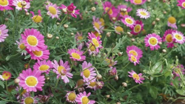 Krásný Růžový Květ Okvětní Lístek Zahradě Sezóna Jaro Nebo Léto — Stock video