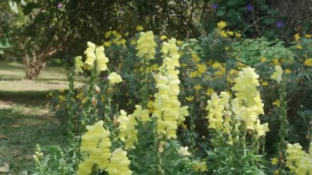 Όμορφο Κίτρινο Λουλούδι Ανθίζει Και Πέταλο Στον Κήπο Εποχή Άνοιξη — Αρχείο Βίντεο