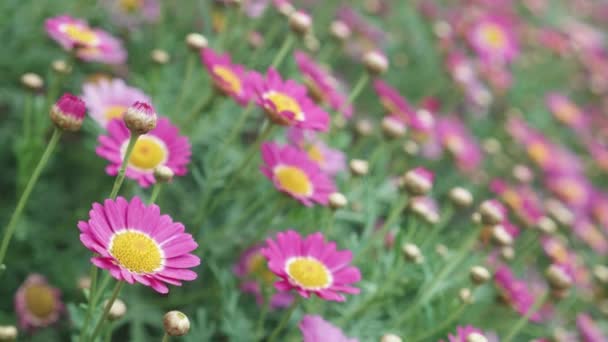 Krásný Růžový Květ Okvětní Lístek Zahradě Sezóna Jaro Nebo Léto — Stock video