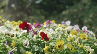 Bahçede güzel renkli çiçekler açar ve taç yaprakları, mevsim baharı veya yaz mevsimi, ekoloji ve çevre, çayır botanik, tarlada çiçek, hiç kimse, hiç kimse, hiç kimse.