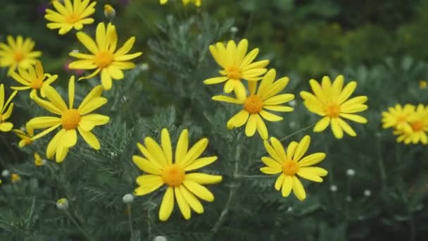 Όμορφο Κίτρινο Λουλούδι Ανθίζει Και Πέταλο Στον Κήπο Εποχή Άνοιξη — Αρχείο Βίντεο