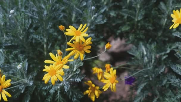 Krásný Žlutý Květ Okvětní Lístky Zahradě Sezóna Jaro Nebo Léto — Stock video