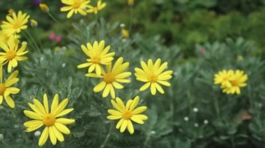 Bahçede güzel sarı çiçekler açar ve taç yaprakları mevsim baharı ya da yaz mevsimi, ekoloji ve çevre, çayır botanik, tarlada çiçek, hiç kimse, hiç kimse, hiç kimse.