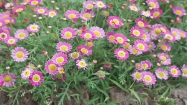 Hermosa Flor Rosa Flor Pétalos Jardín Temporada Primavera Verano Ecología — Vídeo de stock