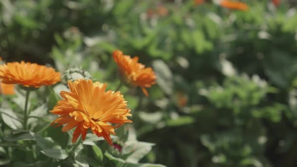 Mooie Oranje Bloem Bloei Bloemblaadje Tuin Seizoen Lente Zomer Ecologie — Stockvideo