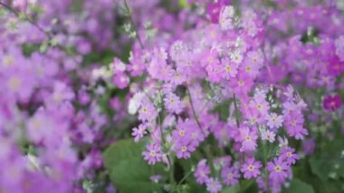 Bahçedeki güzel pembe çiçek ve taç yaprağı, mevsim baharı ya da yaz, ekoloji ve çevre, çayır botanik, tarla örtüsü, hiç kimse, hiç kimse, hiç kimse.