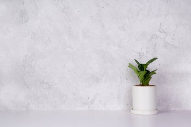 Tahta beyaz masa üzerinde mini bitki, çimento desenli masa arkasında küçük bitki ve yaprak, fotokopi alanı, hiç kimse, ev, bahar ve yaz süsleme için saksı içinde ağaç.