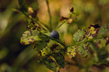 Sonbahar kozalaklı ormanı. Mantar ve böğürtlen. Rowan, yabanmersini ve yaban mersini. Sonbahar arkaplanı güzel bir ışık oyunu ve birçok detayla