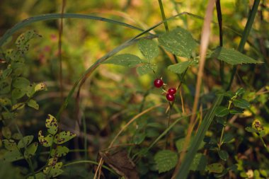 Sonbahar kozalaklı ormanı. Mantar ve böğürtlen. Rowan, yabanmersini ve yaban mersini. Sonbahar arkaplanı güzel bir ışık oyunu ve birçok detayla